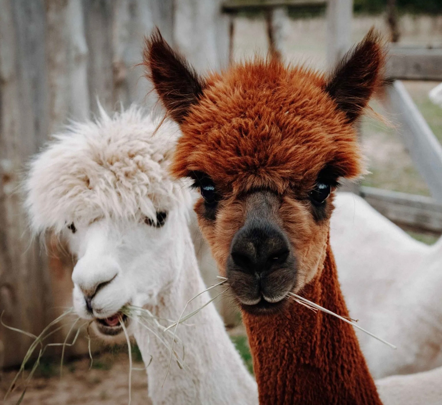 Unsere Nachbarschaftstiere